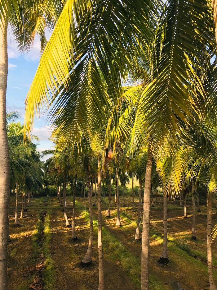 A coconut palm plantation at sunrise