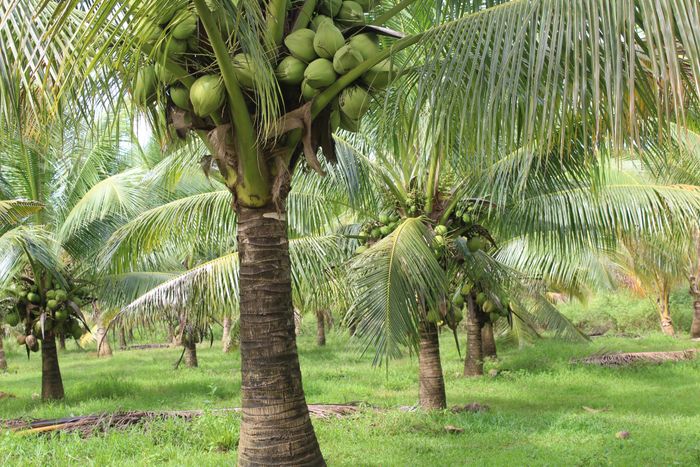 Rows of bearing coconut palms on green pasture