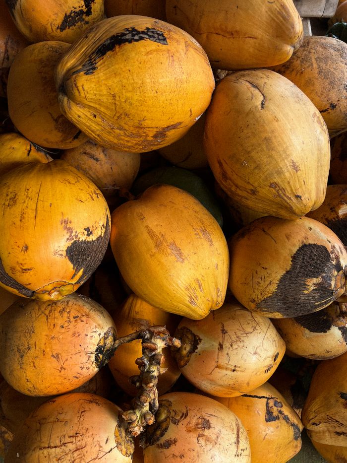 A close stack of ripe orange king coconuts